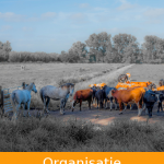 organisatie